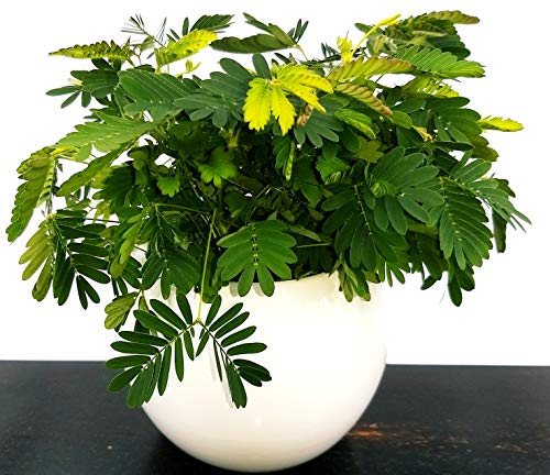 Mimosa Pudica Sensitiva en maceta cerámica blanca, planta real Cover