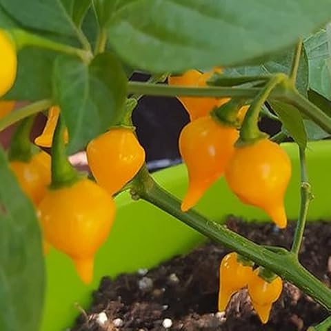 Biquinho Amarelo,10 Seeds,Capsicum chinense (268) Cover
