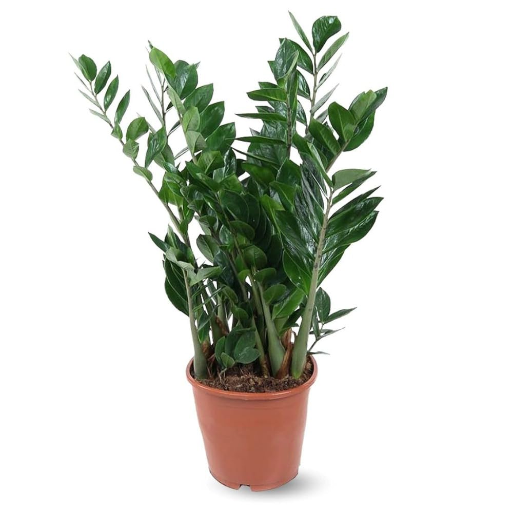 Plante ZZ Zamioculcas zamiifolia : grande plante intérieur succulente pot 21 cm