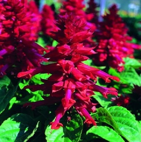 SEMI 40+ SIZZLER Borgogna SALVIA perenne Fiore resistente alla siccità SAGE