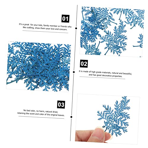 COHEALI 192 Unidades De Flores Secas Em Relevo Azul Flores Secas Naturais Epóxi