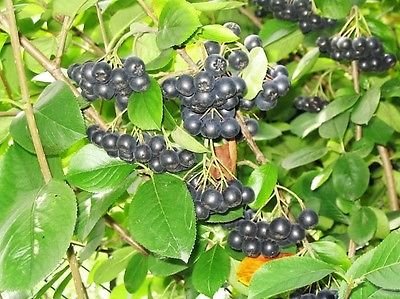 50 BLACK CHOKEBERRY Aronia Melanocarpa White Flower Shrub Seeds
