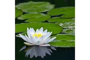Live Marliacea Albida Water Lily: Enhance Your Pond with Natural Beauty