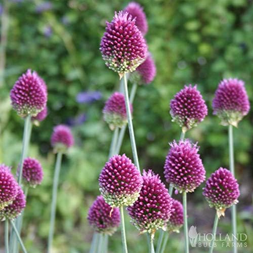 Drumstick Allium Bulbs 25 Pack of Allium Bulbs for Sale