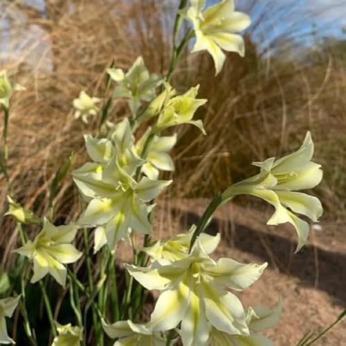 20bulbi I di gladiolo sono perenni resistenti, balcone di gladiolo bouquet, balcone resistenti per il giardino