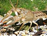 BESTBAIT 25 Count Live Crayfish for Fishing...