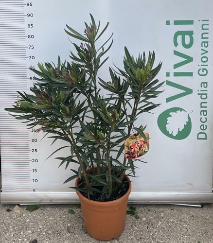 PIANTA DI OLEANDRO NERIUM VASO 22 altezza 80 cm colori mix (foto reale)