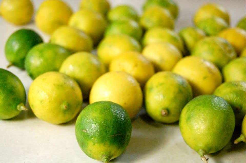 Fresh seeded key limes x 10. Grown in Egypt - Sourced by My Exotic Fruit