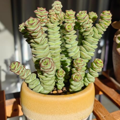 Sprout N Green 4" String of Buttons, Live Crassula 'Baby's Necklace' Trailing Succulent Rooted in Pots, Rare House Plant for Home Office Wedding Hanging Decoration, DIY Projects, Party Favor Sprout N Green 4" String of Buttons, Live Crassula 'Baby's Necklace' Trailing Succulent Rooted in Pots, Rare House Plant for Home Office Wedding Hanging Decoration, DIY Projects, Party Favor