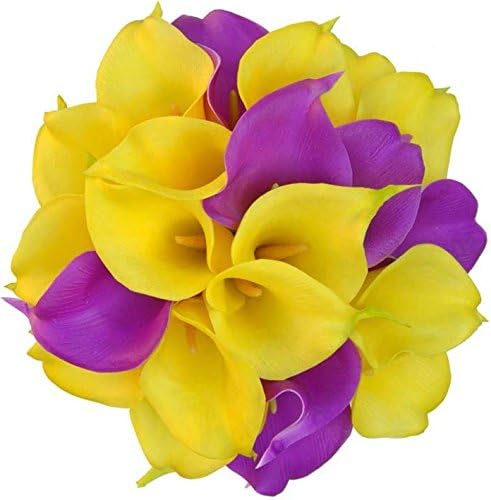 (2) Purple & Yellow Mix Spectacular Flowering Calla Lily Blooming Size Bulbs for Beautiful Flowers in Your Garden - sale