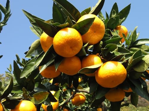 [2026年1月下旬頃からお届け] みかん 5kg 品種おまかせ|先行予約 みかん フルーツ 果物 柑橘 [0529]