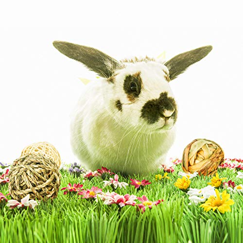 9 Pcs Small Animals Play Balls Rolling Activity Chew Toys Gnawing Treats For Rabbits Guinea Pigs Chinchilla Bunny Natural Balls, Pet Cage Entertainment Accessories (9 Pcs) #TOP5