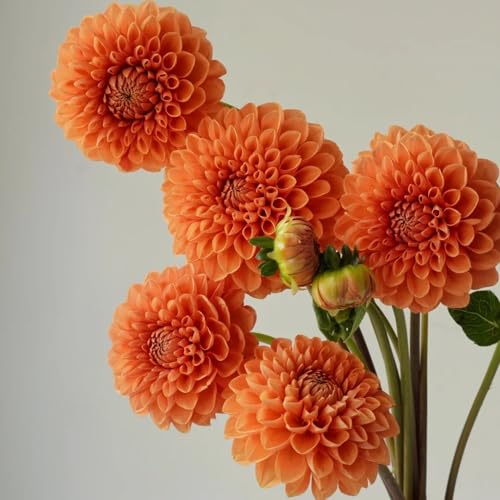 dalia bulbi decorazione Letti elevati per giardino giardino balcone interni resistenti Copertura perenne resistente rocce dalia 6pcs