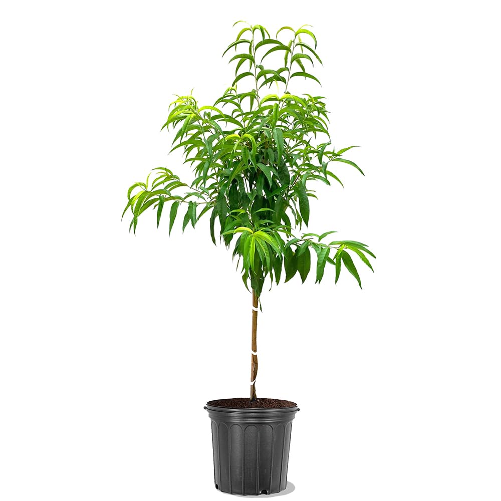 Elberta Peach Tree, Fruit Bearing, Heirloom Variety, Self Polinator, Tree Height 2-3 ft Tall, 5 gal Nursery Pot (Due to Agricultural Laws, we Cannot