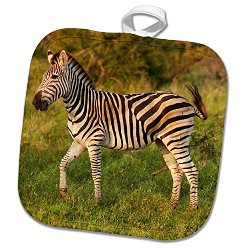 3Drose Burchells Zebra, Kruger Np, South Africa - Potholders (Phl-366249-1) #TOP27