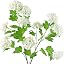 Summer White Snowball Viburnum
