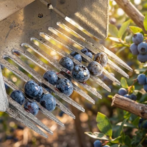 Herramienta SUPVOX para cosecha de arándanos y manzanilla miniatura 4