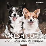  Welsh Corgi Cardigan und Pembroke