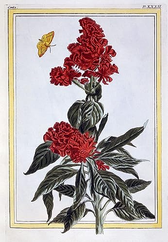 Tableau toile de maître Pierre Buchoz, l'art de l'Amarante par SERENDIPITP