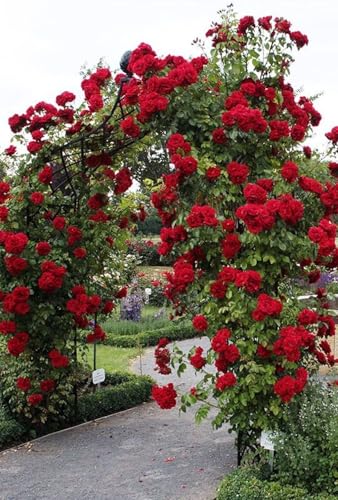 Radiant Vivid Red Climbing Rose in A 3 Lt Pot for Outdoor Gardening Gifting Garden Walls Pillars Arches & Trellises
