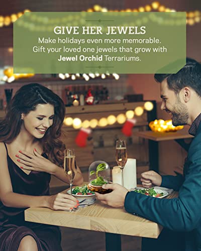 Bloomify Jewel Orchid [Macodes Sanderiana/Petola] Live Orchid In Self-Sustaining Ecosystem, 100% Maintenance Free Healthy Terrarium Plants Guarantee. (M. Petola With Moss) #TOP6