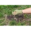 Lesco Estate Eagle Plus Grass Seed - 10lbs. 75% Turf Type Perennial Ryegrass - 3 Varieties, 25% Kentucky Bluegrass