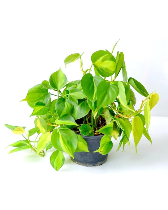 Image of Philodendron Oxycardium Brasil Live Plant - Decorative Indoor Vine | Office Decor | Living Wall | Pack of 1 Live plant With Pot