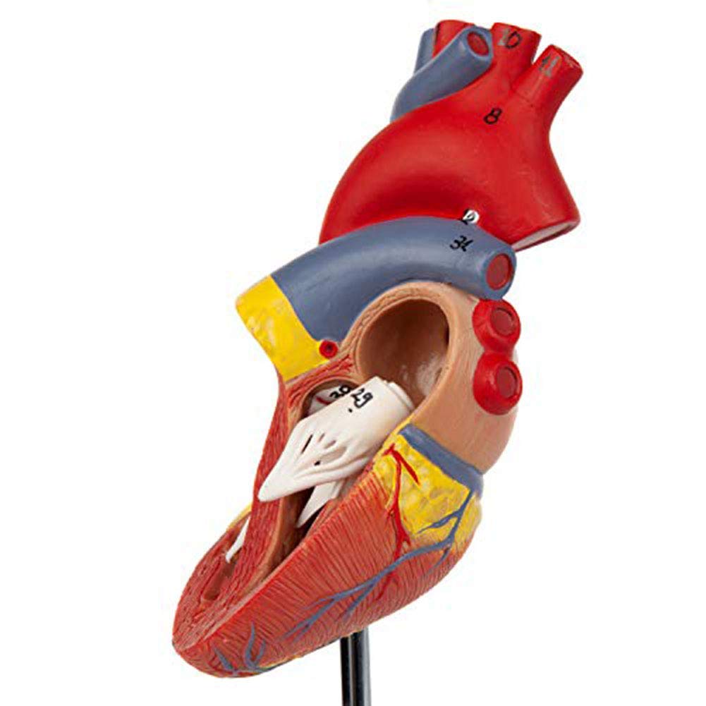 Modello Anatomico del Cuore Umano Naturale di Grandi Dimensioni - 34 Segni - Rapporto Normale - Comunicazione Medico-Paziente - Apprendimento Educativo
