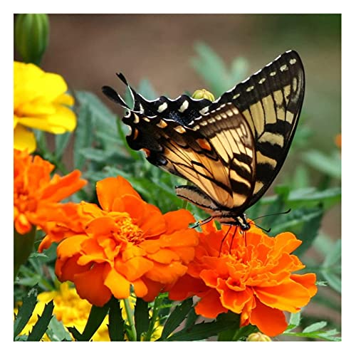 PJFYMG DIY 5D Kits de Pintura de Diamantes for Adultos y niños Mariposa recogiendo Flores por Kits de números Bordado de Diamantes de imitación Redondos 12x16 Pulgadas Cover