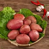 300 piezas semillas de patata, patatas de siembra regalos para los amantes del jardín patatas de siembra patatas de siembra semillas semillas vegetales jardín decorativo Las plantas