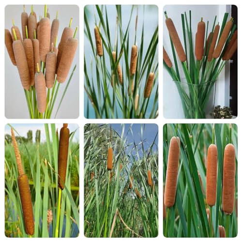 300 Pc Semillas Resistentes De Totora Enana - Typha Latifolia - Cultivar Plantas, Plantas Reales Para Interior. Semillas De Pasto Ornamental Typha, Plantas De Jardín Resistentes, Plantas