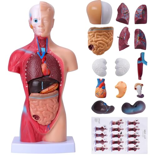 AcuPhysio Human Torso Anatomical Model 45 cm Human Body Anatomical Human Model Teaching Model Man Organ Anatomy with Removable Organs for Kids & Adults,