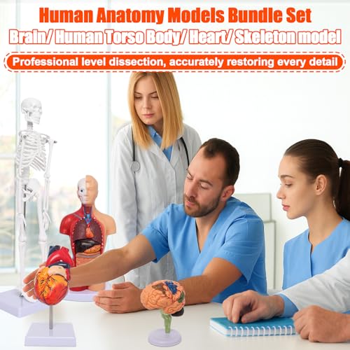 Wadoy Human Anatomy Models Bundle Set, Brain, Human Torso Body, Heart, Skeleton model, Anatomy Models for Physiology Students, Medical Teaching Models for Classroom by Wadoy - Image 7