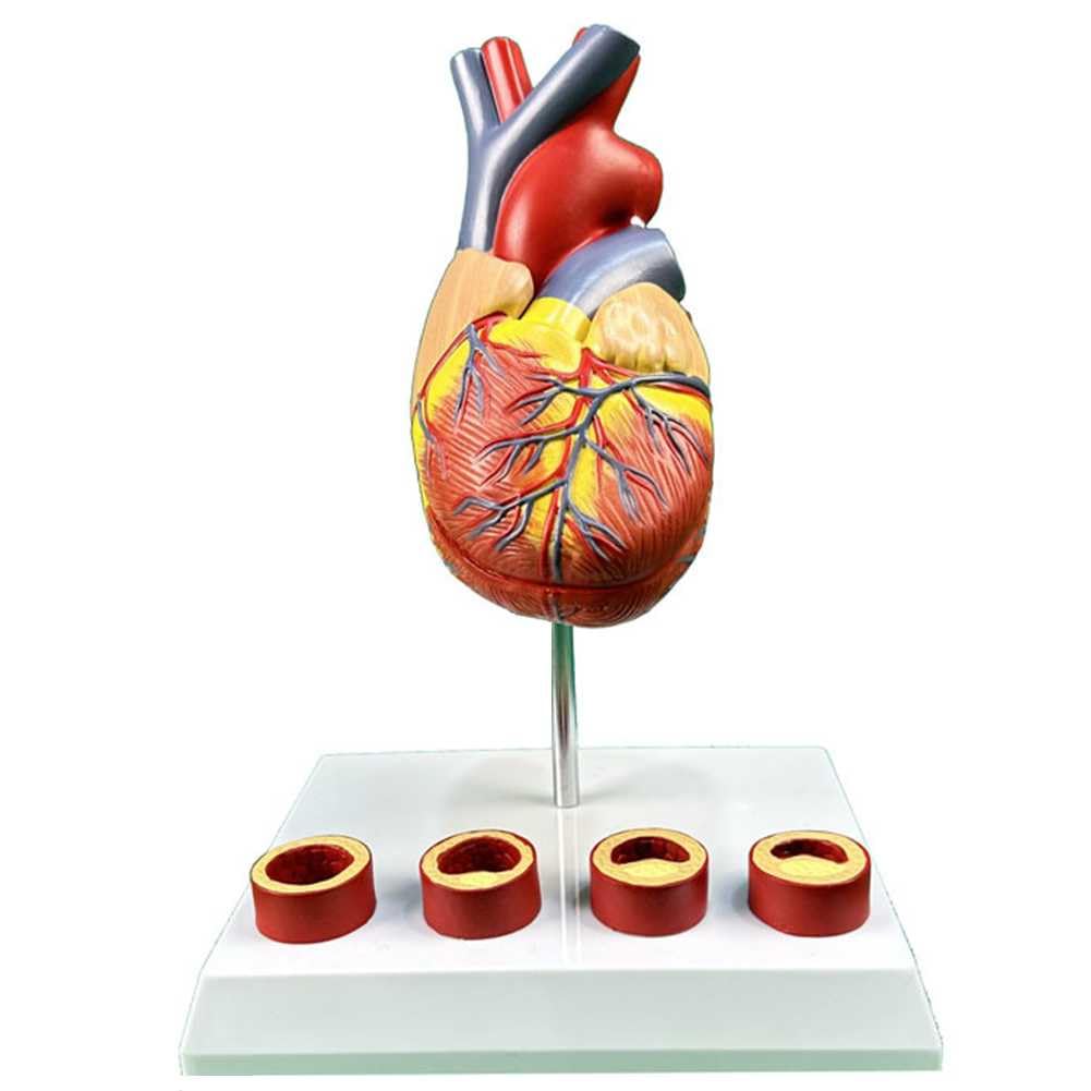 Amazon.co.jp: 教育モデル、3D心臓モデル実物大心臓解剖モデル