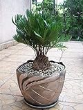 Zamia FLORIDANA Coontie Palm Rare Florida Native Cycad Tree Bonsai Seed 50 Seeds