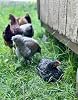 1 DOCENA (12) HUEVOS DE GALLINA ORGÁNICOS DE CAMPO PARA INCUBAR, FÉRTILES, HECHOS EN EE. UU. (12) 4
