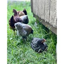 1 DOZEN 12 ORGANIC CAGE FREE RANGE HATCHING CHICKEN EGGS EXPOSED FERTILE MADE IN THE USA 18