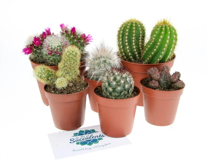 Pack 6 Cactus Plantas de Fácil Cuidado Perfectas para Principiantes