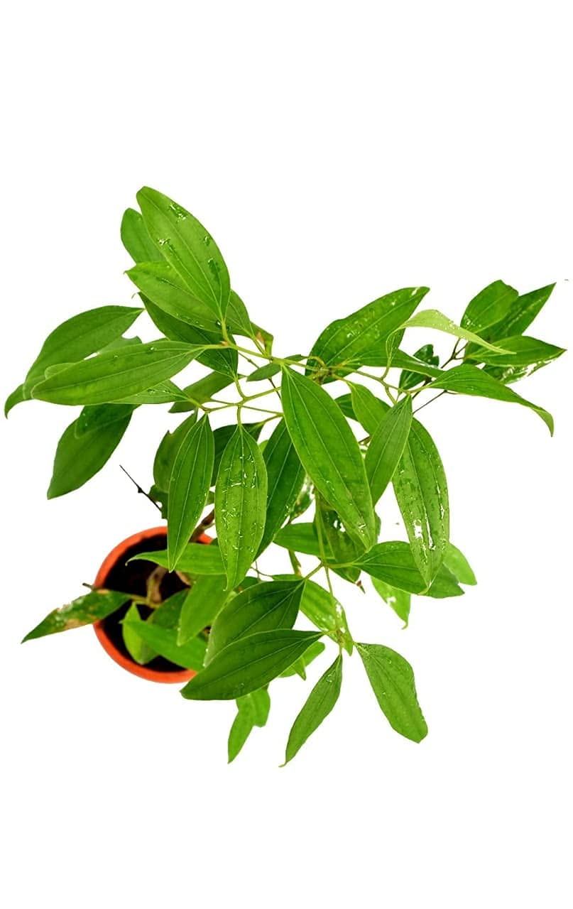 Bhajanlal Greenery Garden Nature Care Spices Plants Live Indian Bay Leaf Plant Tejpatta Spice Tree (Big/Long Plant) (B09FYLJVV1) Amazon Price History, Amazon Price Tracker