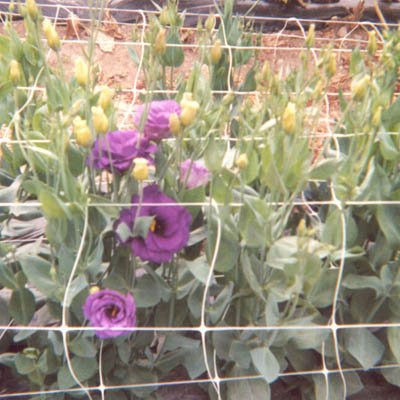 GARDEN TRENDSHeavy Duty Plastic Trellis Netting Grid Pattern | Fruit Vegetables Climbing Plants Flowers Support Protection Outdoor Indoor Use | 36" x 328' - 6" x 6.5"