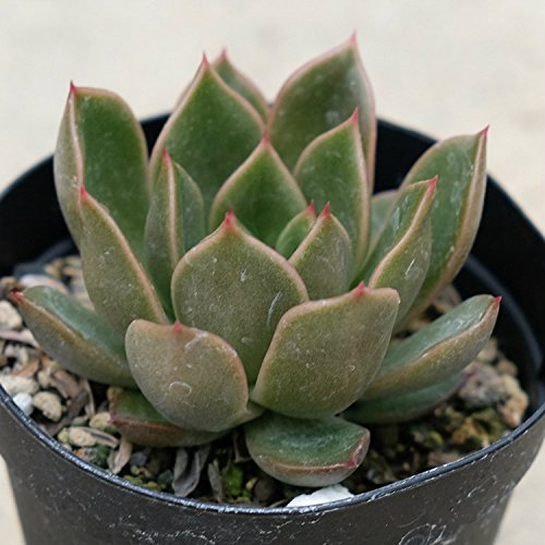 ~ 7.5cm|bg A GPxA Echeveria Mira Y  ϗtA CeAO[ 񂹐A ke 1{ 1