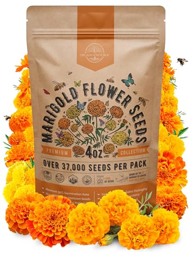 Marigold Seeds Pack 4 oz - Over 37,000 Non-GMO Heirloom Marigold Seeds for Planting Indoor & Outdoor Gardening, Flower Seed for Planting Home and Garden, Flowers Seed in Individual Packet