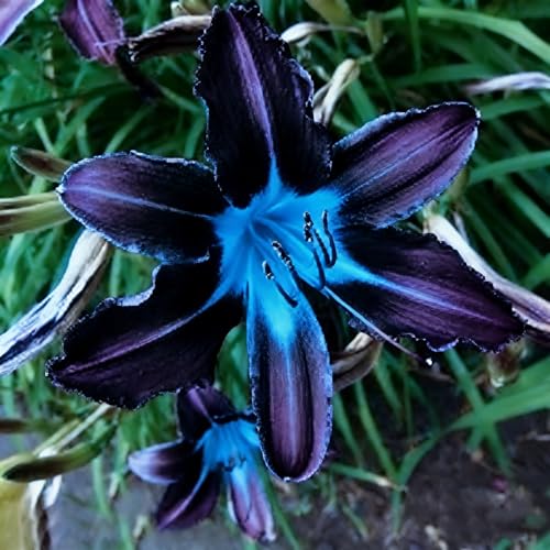 Image of Magnificent Lily Bulbs Tubers UK: Hardy Perennial Lily Bushes for Garden Ready to Plant Garden Displays-2BULBS-D