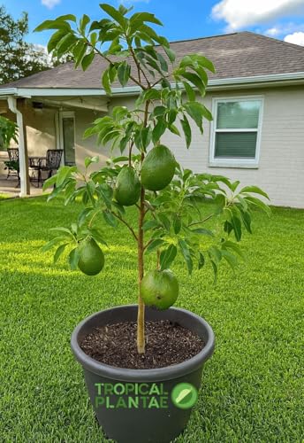 Marcos Avocado Fruit Tree Tropical Plantae