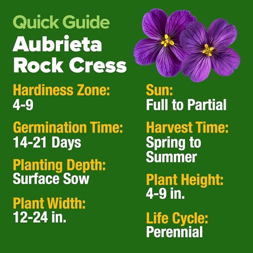 Image of HOME GROWN Aubrieta Rock Cress Purple, Flowering Ground Cover Seed Pack, Non GMO Perennial Cress Seeds for Planting Outdoor Lawn Gardens 300 Aubrieta deltoidea Flower Seeds