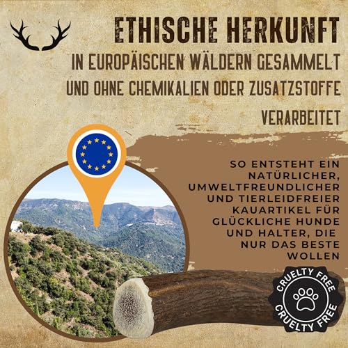 Hirschgeweih Hund – Kaustab Naturkauer | Zahnpflege | Ohne Zusatzstoffe – Kira&Gara® (L · 101-150g · 1 Stück) – Ansicht 6