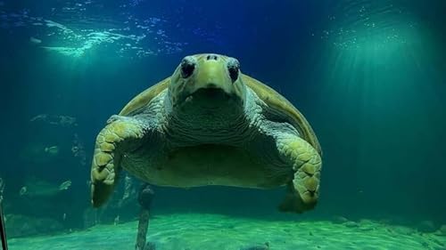 A sea turtle that washed up on a Co Kerry beach with severe injuries in 2004 is due to be released into the Atlantic ocean