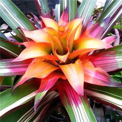 Bloom Green Co. 100 Unids Bromelia Rara Vegetales y Jardín de Frutas Plantas Suculentas Mini Macetas de Cactus Semillas de Crecimiento Natural para Jardinería en el Hogar: 15