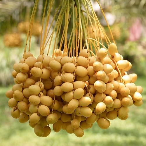 30Pcs Yellow Dates Fruit Seeds