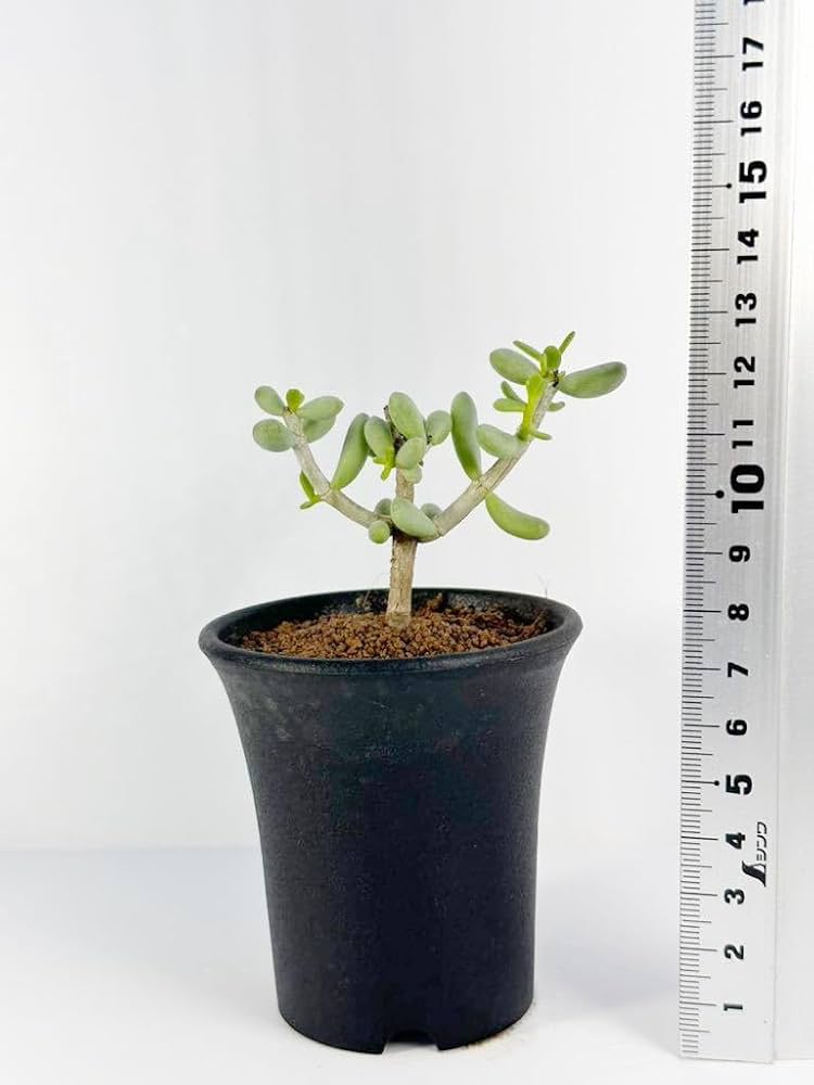 ど*ま様 ケラリア ピグマエア現地球 アフリカ直輸入 30PC ケラリア ピグマエア | mana's farm:塊根植物・アガベ・ドライ